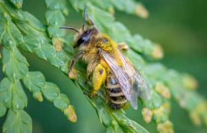 Ireland - Under 18 Bees and Biodiversity Conservation2