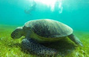 Madagascar - Diving and Marine Research5