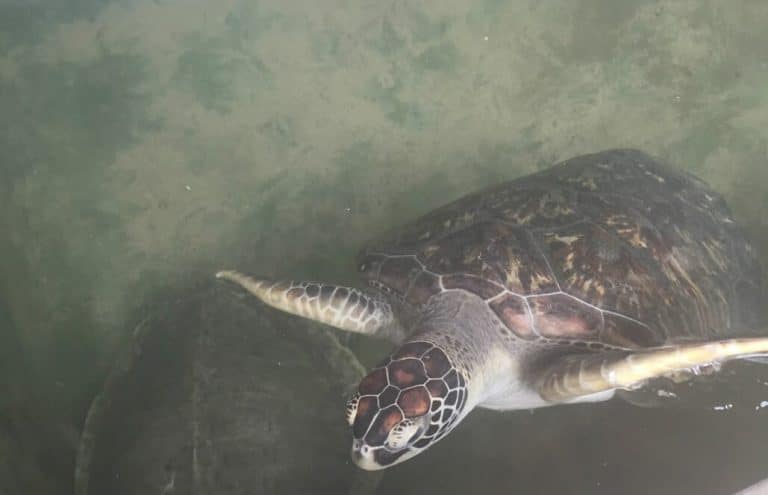 Wildlife Volunteer in Sri Lanka - Sea Turtle Rescue and Rehabilitation ...