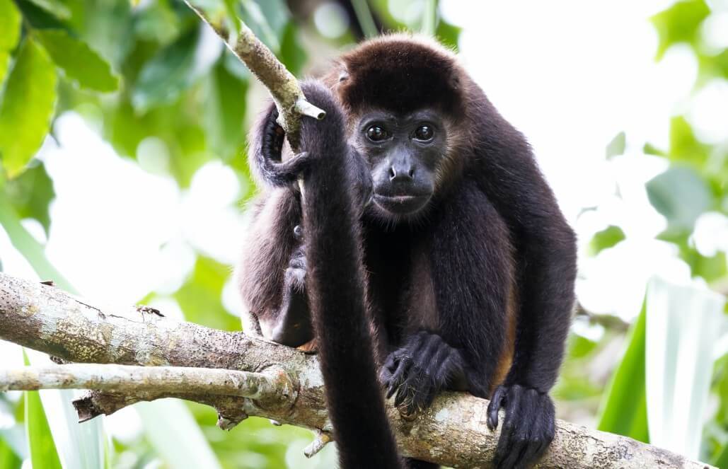 monkeys in the tropical rainforest