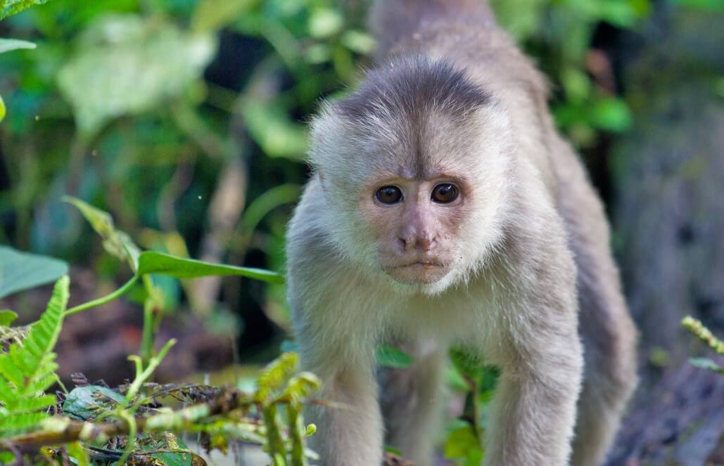 The blue monkey: how primates amazingly help the rainforest