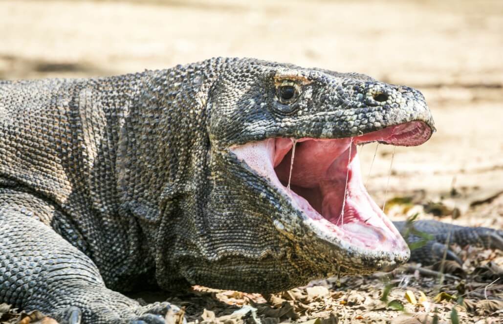 10 Facts About the Endangered Komodo Dragon GoEco