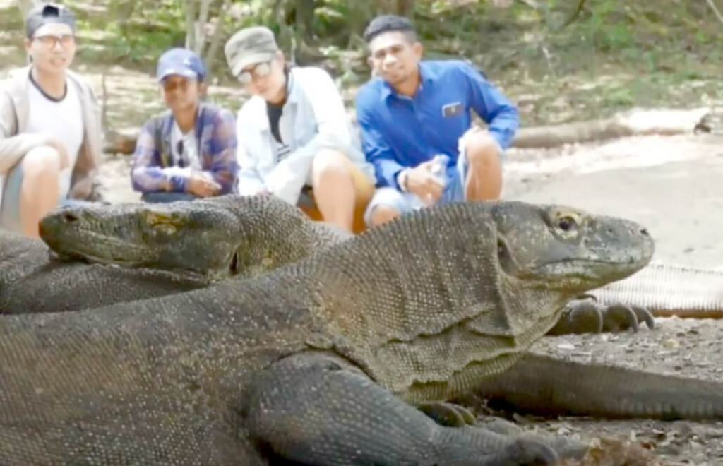 10 Facts About The Endangered Komodo Dragon Goeco