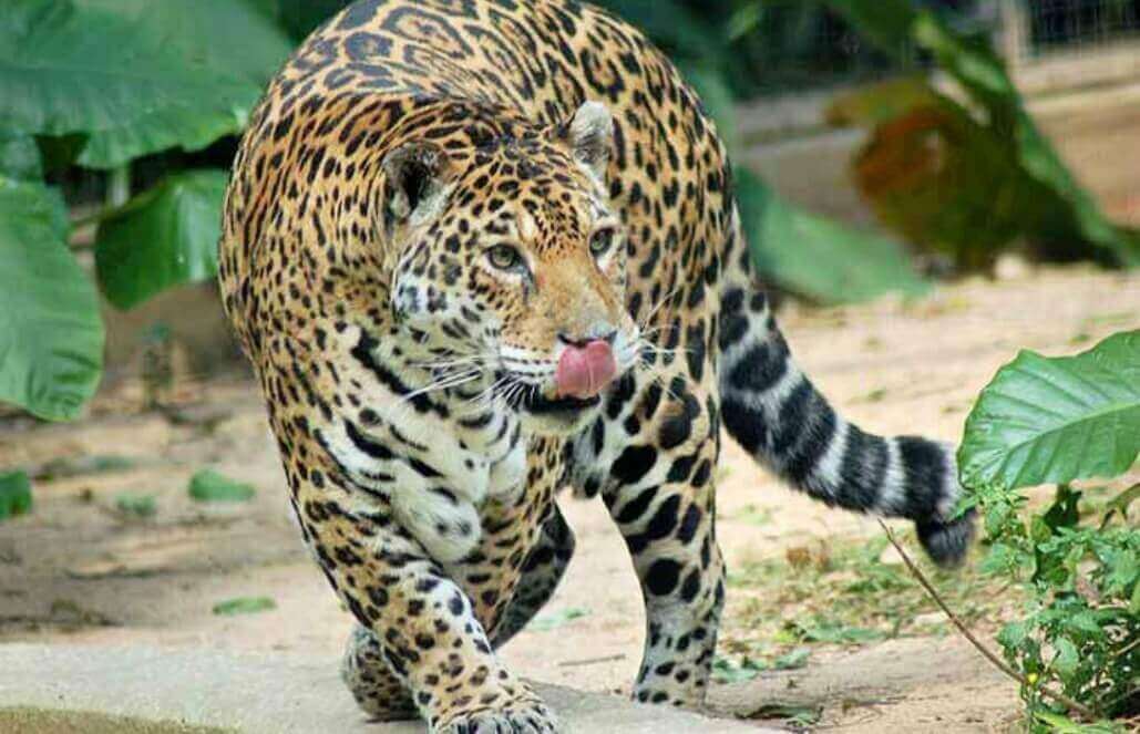 jaguar habitat in rainforest