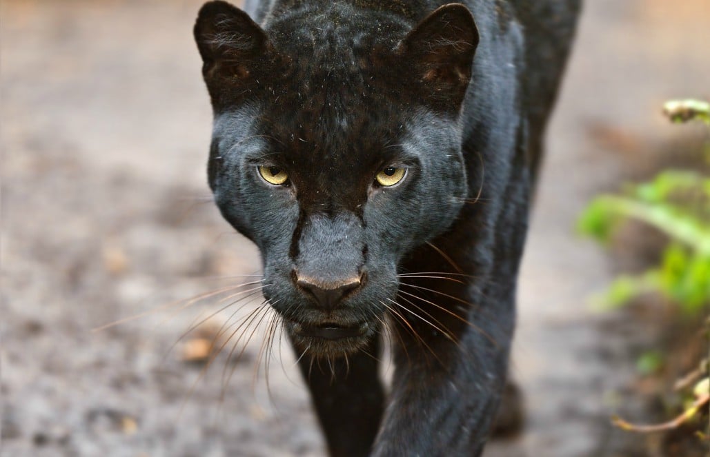 black jaguar roaring