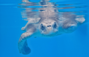 maldives-sea-turtle-conservation-2024-23