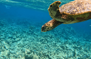 maldives-sea-turtle-conservation-2024-36