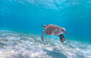 maldives-sea-turtle-conservation-2024-39