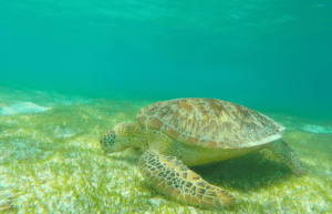 maldives-sea-turtle-conservation-2024-44