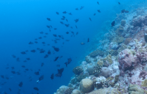 maldives-sea-turtle-conservation-2024-48