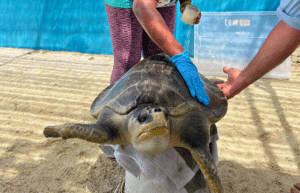 maldives-sea-turtle-conservation-2024-51