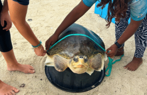 maldives-sea-turtle-conservation-2024-52