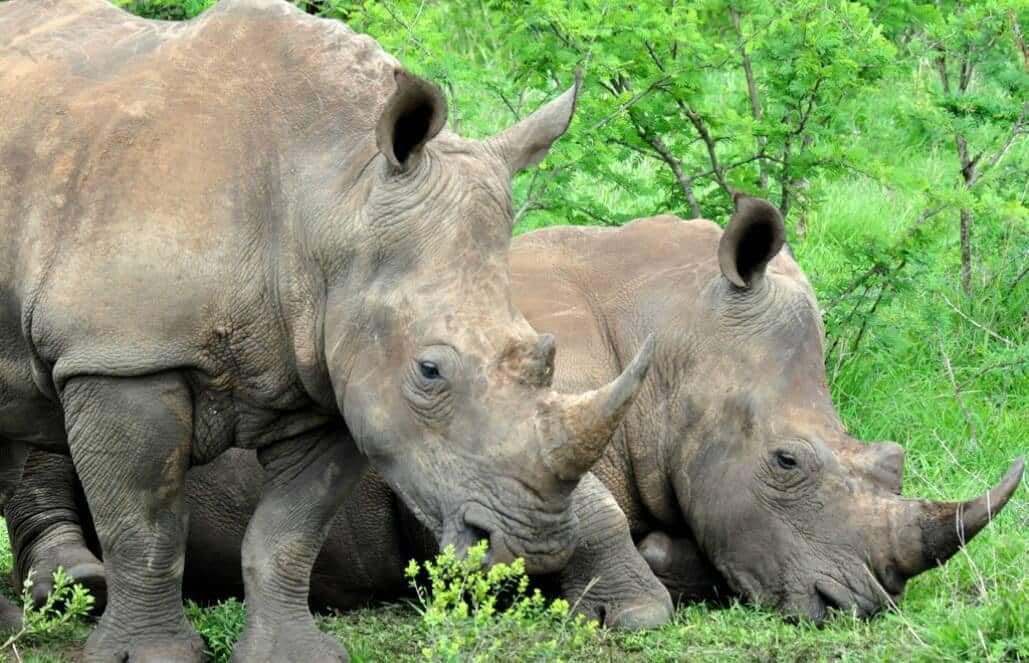 big five animals in africa