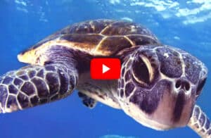 Volunteer in Bali - Wildlife Sea Turtle Rescue and Sanctuary | GoEco