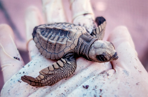 Sea Turtle Conservation in Costa Rica - Beach Patrols and Eggs Protection