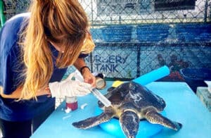 Volunteer in the Maldives - Marine and Turtle Conservation Program | GoEco