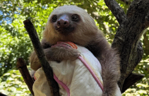 costa-rica-sloth-and-wildlife-rescue-center-aug24-2