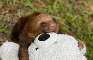 costa-rica-sloth-and-wildlife-rescue-center-aug24-3