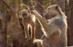 malawiwildlife-rescue-center-20244