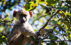 malawiwildlife-rescue-center-20246