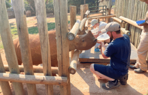 south-africa-rhino-orphan-sanctuary-new2025-1