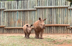 south-africa-rhino-orphan-sanctuary-new2025-10