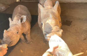 south-africa-rhino-orphan-sanctuary-new2025-2