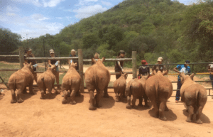 south-africa-rhino-orphan-sanctuary-new2025-3