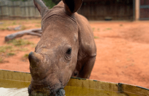 south-africa-rhino-orphan-sanctuary-new2025-5