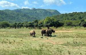 south-africa-rhino-orphan-sanctuary-new2025-6