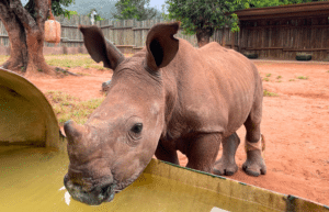 south-africa-rhino-orphan-sanctuary-new2025-7