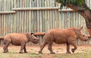 south-africa-rhino-orphan-sanctuary-new2025-9