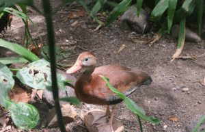 costa-rica-wild-animal-rescue-and-rehabilitation-in-san-jose13