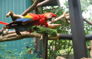 costa-rica-wild-animal-rescue-and-rehabilitation-in-san-jose21