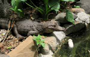 costa-rica-wild-animal-rescue-and-rehabilitation-in-san-jose24