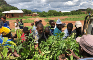 tanzania-kilimanjaro-reforestation-and-environmental-volunteer-program12