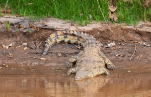 botswana-safari-volunteer-program16