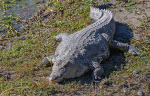 botswana-safari-volunteer-program18