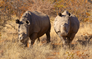 botswana-safari-volunteer-program20