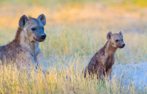 botswana-safari-volunteer-program34