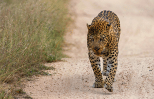 botswana-safari-volunteer-program35