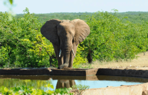 botswana-safari-volunteer-program46