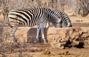 botswana-safari-volunteer-program47