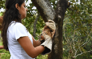 costa-rica-pre-vet-sloth-and-wildlife-rescue-center-1