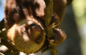 costa-rica-pre-vet-sloth-and-wildlife-rescue-center-23