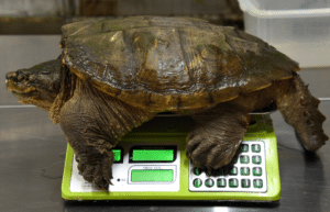 costa-rica-pre-vet-sloth-and-wildlife-rescue-center-3