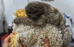 costa-rica-pre-vet-sloth-and-wildlife-rescue-center-7