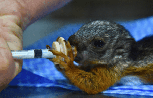 costa-rica-pre-vet-sloth-and-wildlife-rescue-center-9