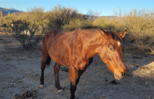 argentina-horse-volunteer-and-animal-sanctuary1