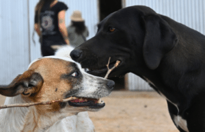 argentina-horse-volunteer-and-animal-sanctuary13